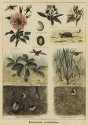 Insekten, die der Landwirtschaft schaden
