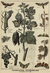 Schädliche Insekten für Weinreben