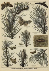 Schädliche Insekten für Kiefern