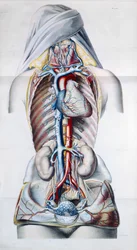 Innere Organe einer Frau, Tafel aus Recherches Anatomiques, Physiologiques, et Pathologiques sur le System Veineux von Gilbert Breschet (1784-1845) graviert von Engelmann, Paris, 1829