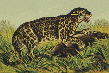 J wie Jaguar