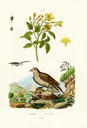 Jasmin