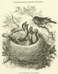 Junger Kuckuck in einem Spatzennest