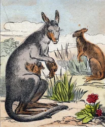 Känguru. Gravur in "Buffon Alphabet des Animaux"