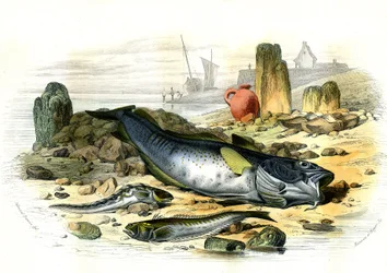 Die eierlegende Schleimfisch (Blennius viviparus), unten die Petermännchen und der Kabeljau - Tafel aus Histoire Naturelle von Bernard Germain de Lacepede (1856-1925), Ausgabe P.Furme, Paris