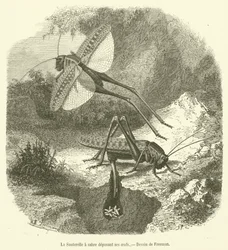 Die Säbelschrecke legt ihre Eier ab (Stich)