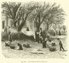 Olivenernte in der Provence