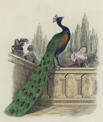 Der Pfau beklagt sich bei Juno