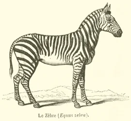 Das Zebra, Equus zebra (Stich)