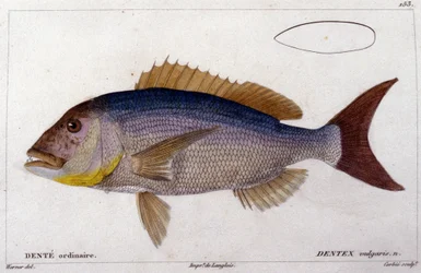Le dentex nach „Histoire naturelle des poissons“ von Cuvier, Valenciennes, Paris