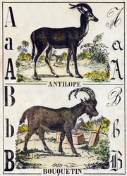 Buchstabe A Antilope; B Steinbock. Gravur in "Alphabet der wilden Tiere". 9. Serie. Bildersammlung von Epinal, Pellerin, Drucker-Verleger, um 1870