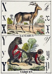 Buchstabe X Xantarus; Y Yarques. Gravur in "Alphabet des animaux sauvages". 9. Serie. Bilder von Epinal, Pellerin, Drucker-Verleger, um 1870. Holzschnitte, schabloniert. 16 Seiten. Dim: 20 x 15 cm. Private Sammlung.