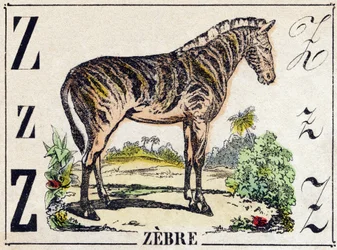 Buchstabe Z Zebra. Gravur in "Alphabet der wilden Tiere". 9. Serie. Bildersammlung von Epinal, Pellerin, Drucker-Verleger, um 1870