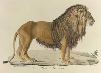 Barbarischer Löwe. Ein Berberlöwe aus „Histoire Naturelle des Mammifères“