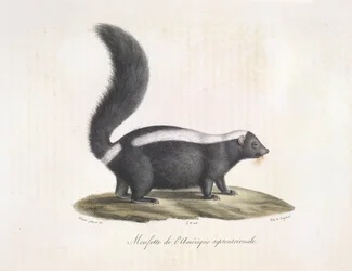 Stinktier, aus Histoire Naturelle des Mammifères