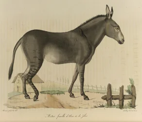 Weiblicher Hybrid, aus 