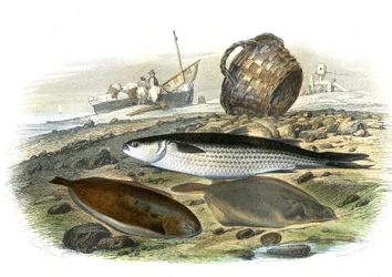 Meeräsche (Mugilidae), Seezunge (Solea Vulgaris), Limande (Microstomus Kitt) - Tafel aus Naturgeschichte von Bernard Germain de Lacepede (1856-1925), Ausgabe P.Furme, Paris
