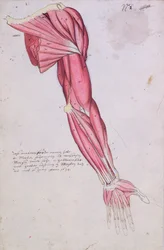 Muskulatur des Arms und der Schulter, 1634 (Feder & Tinte und Aquarell auf Papier)