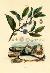 Napoleons Hut