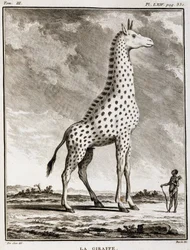Naturgeschichtstafel: Die Giraffe - in „Naturgeschichte, allgemein und besonders“ von Buffon