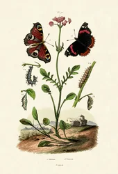 Tagpfauenauge, 1833-39