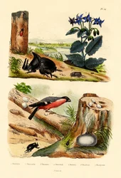 Kiefernkäfer
