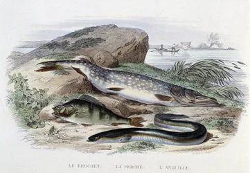 Fische: Der Hecht, der Barsch, der Aal - in „Histoire Naturelle“ von Lacépède, Hrsg. Furne, Paris