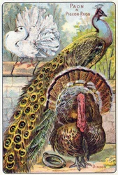 Tafel 1: Pfau und Pfautaube, Truthahn. Gravur in "Syllabary alphabet of birds and reptiles"