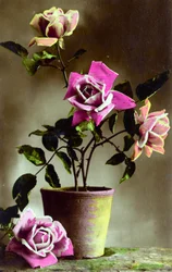 Topfrosenstrauch, ca. 1898