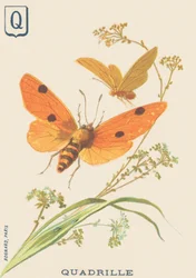 Q: Quadrille (Lithosia quadra oder Lithosie quadrille)