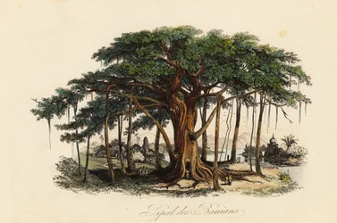 Heiliger Feigenbaum, Ficus religiosa, auch bekannt als Bodhi-Baum, Banianbaum, Banyanbaum, Pippalabaum, Peepulbaum, Peepalbaum oder Ashwattha-Baum