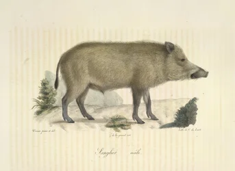 Wildschwein, Männchen, aus Histoire Naturelle des Mammifères