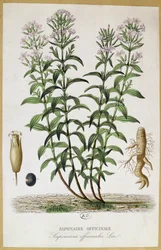 Saponaria officinalis, 19. Jahrhundert (Farbstich)