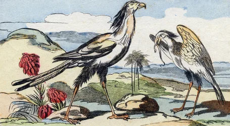 Sekretär. Gravur in "Buffon Alphabet des Oiseaux n 2"
