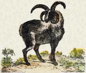 Schaf. Gravur in "Alphabet des animaux sauvages". 9. Serie. Bilder von Epinal, Pellerin, Drucker-Verleger, um 1870. Holzschnitte, schabloniert. 16 Seiten. Dim: 20 x 15 cm. Private Sammlung.