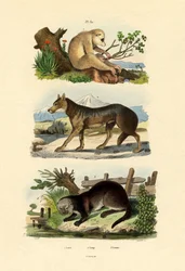 Faultieraffe