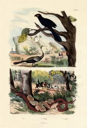 Glattnasenani, 1833-39