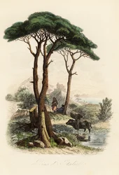 Pinie, Pinus pinea, auch als Italienische Steinkiefer, Schirmkiefer und Dachkiefer bekannt