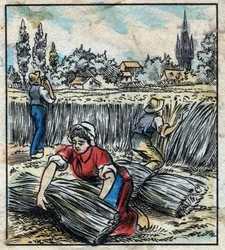 Textil, Flachs: Landwirtschaft. Sammelt Leinen, das zu einem Bündel zusammengefügt wird, um zu trocknen. Gravur. Epinal-Bildgebung Ende des 19. Jahrhunderts.