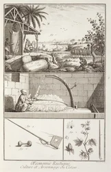Der Anbau von Baumwolle, aus der Enzyklopädie von Denis Diderot (1713-84), graviert von A. Provost (fl.1834-55), um 1760