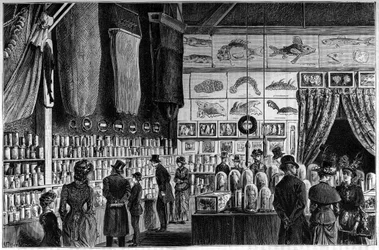 Die zoologische Ausstellung im Naturkundemuseum in Paris, Sammlungen, die während der wissenschaftlichen Expeditionen der Schiffe Worker und Talisman gesammelt wurden