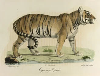 Königlicher Tiger, Weibchen, aus Histoire Naturelle des Mammifères