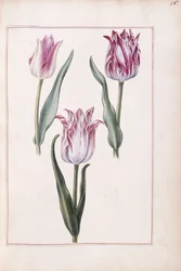 Tulpen, 18. Jahrhundert