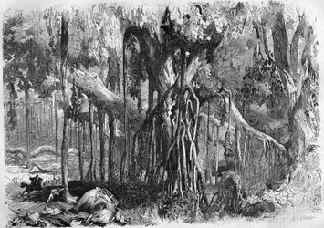 Ein Wald von Banyanbäumen in Indien