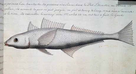 Unbekannter Fisch, Magellanstraße, Aquarell aus dem Logbuch von Jacques Gouin de Beauchesne, Kapitän der Compagnie royale de la Mer du Sud, von 1698 bis 1701