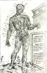 Gefäßsystem nach Charles Etienne, aus De dissectione partium corporis humani libri tres, 1545