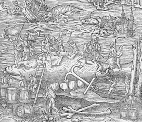 Walfang, Illustration aus 