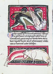 Wildschwein und Greif, Miniatur aus dem Saltykowchsh Edrin Bestiarium