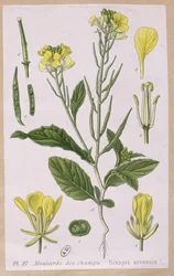 Wilder Senf (Sinapis Arvensis)