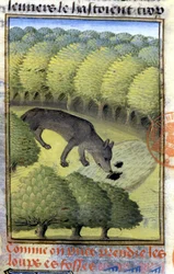 Wolf - aus „Hunting Book of Gaston Phoebus, Count of Foix, Lord of Béarn“
